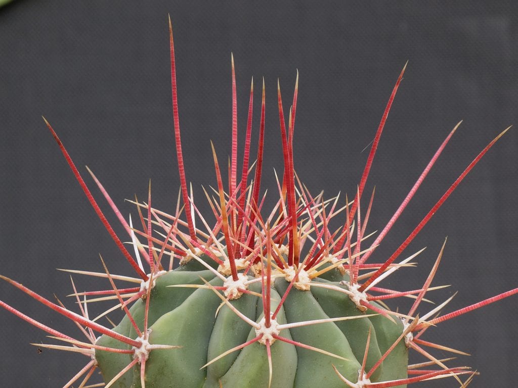 Cuidados del Ferocactus: riego, sol, sustrato y frío