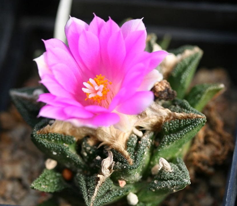 Ariocarpus fissuratus subsp. hintonii con la lana del ápice visible