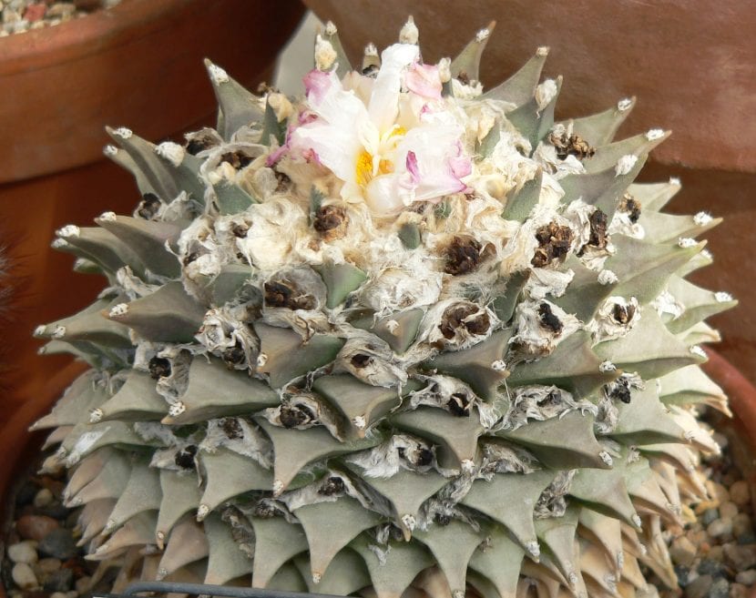 Ejemplar de Ariocarpus retusus con sus tubérculos triangulares