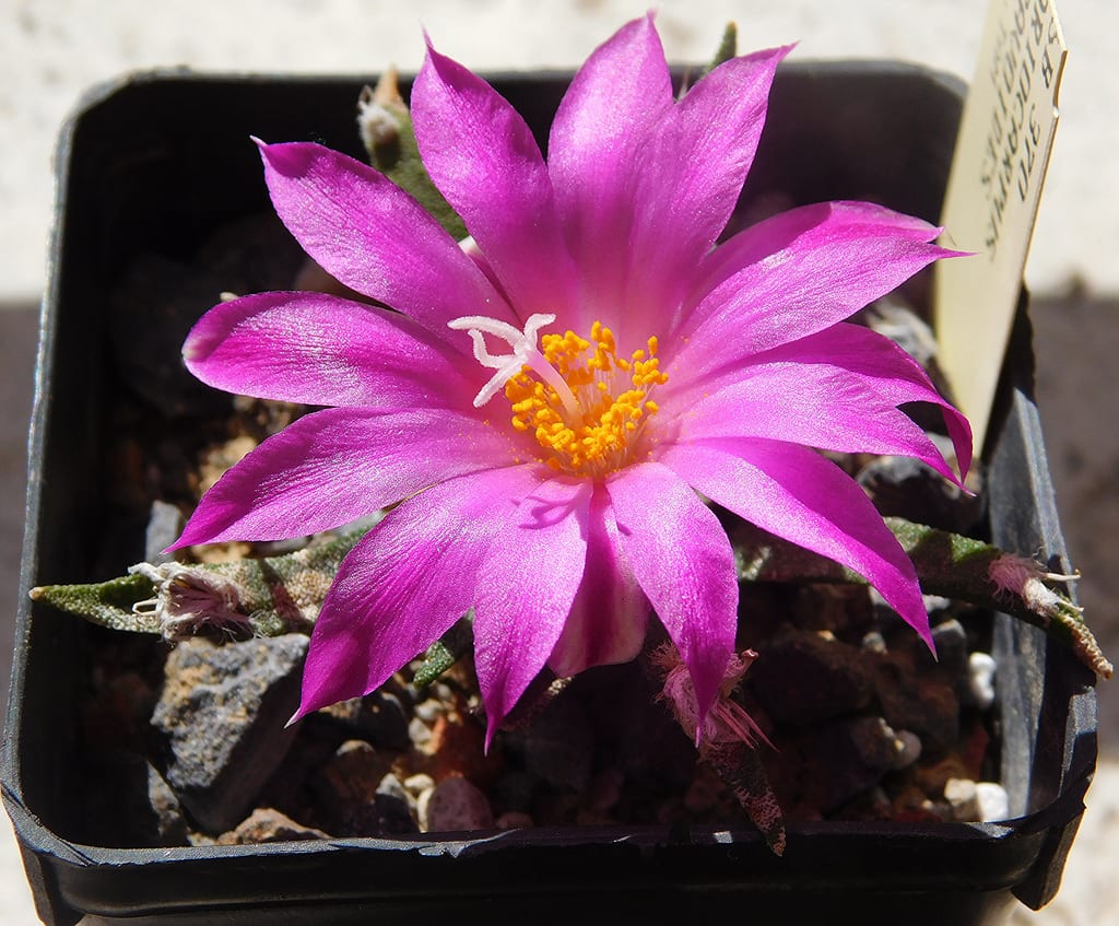 Ariocarpus: cuidados, riego, sustrato y floración