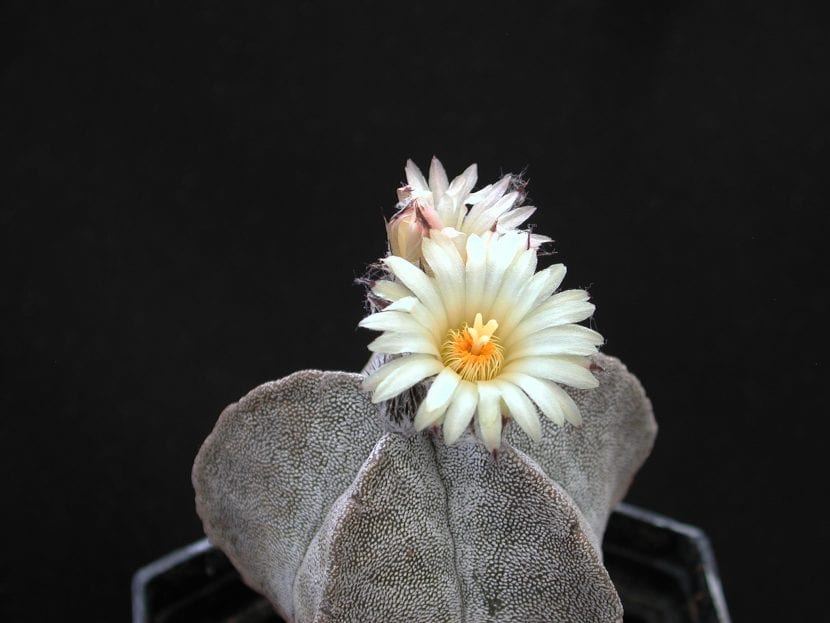 Astrophytum myriostigma en flor