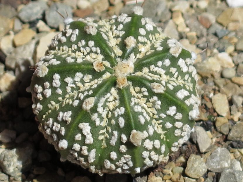 Astrophytum asterias cultivar Super Kabuto