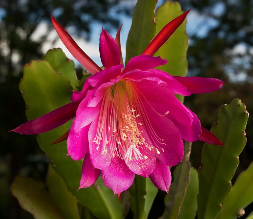 Epiphyllum de la variedad Wendy en flor