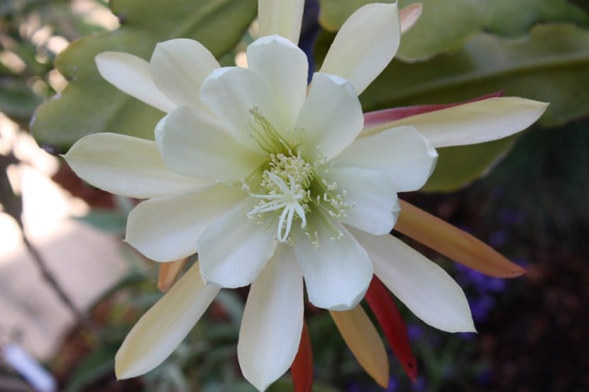 Flor de Epiphyllum crenatum, el cactus orquídea