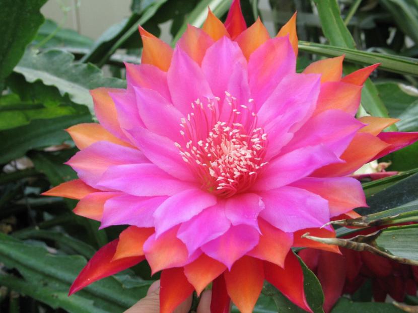 Cuidados del cactus orquídea (Epiphyllum) paso a paso