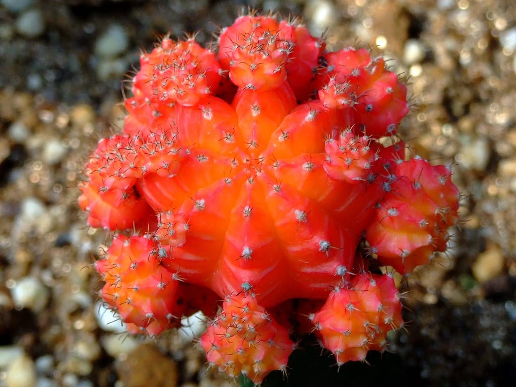 Cactus rojo injertado: cuidados, luz, riego y por qué muere
