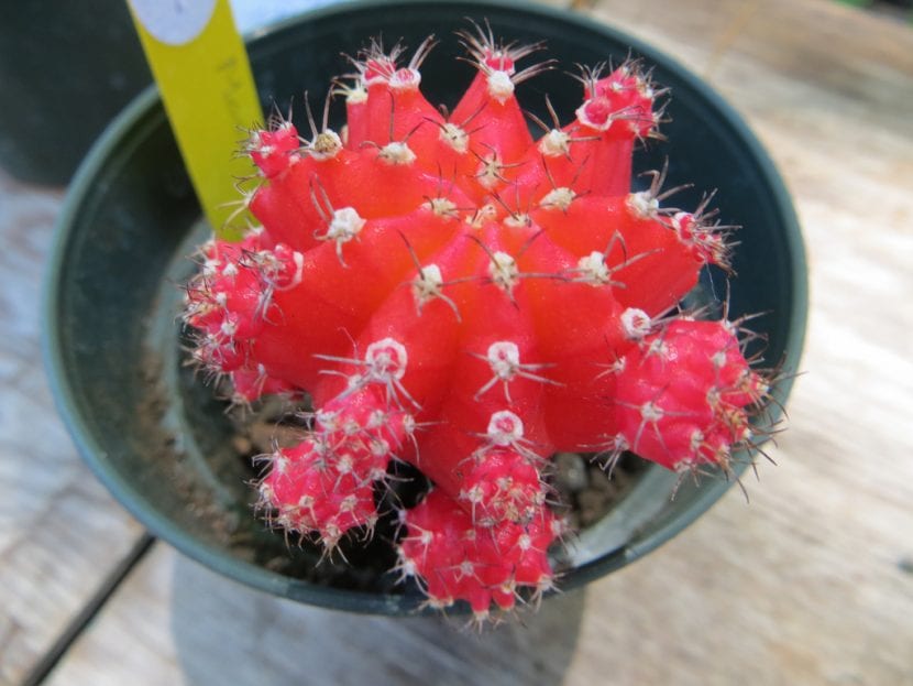 Cactus rojo injertado, Gymnocalycium mihanovichii, sobre un patrón verde
