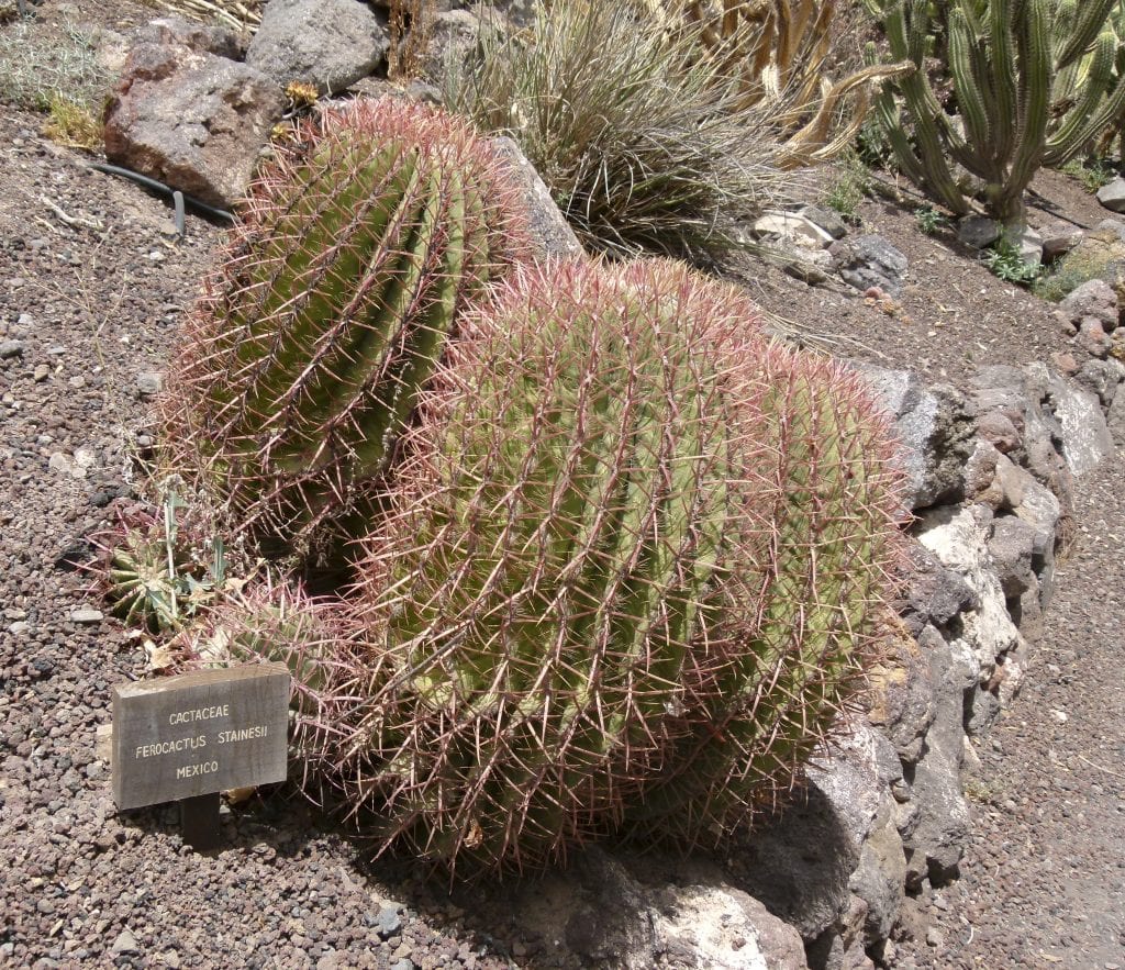 Ejemplar de Ferocactus stainesii con sus espinas rojas características