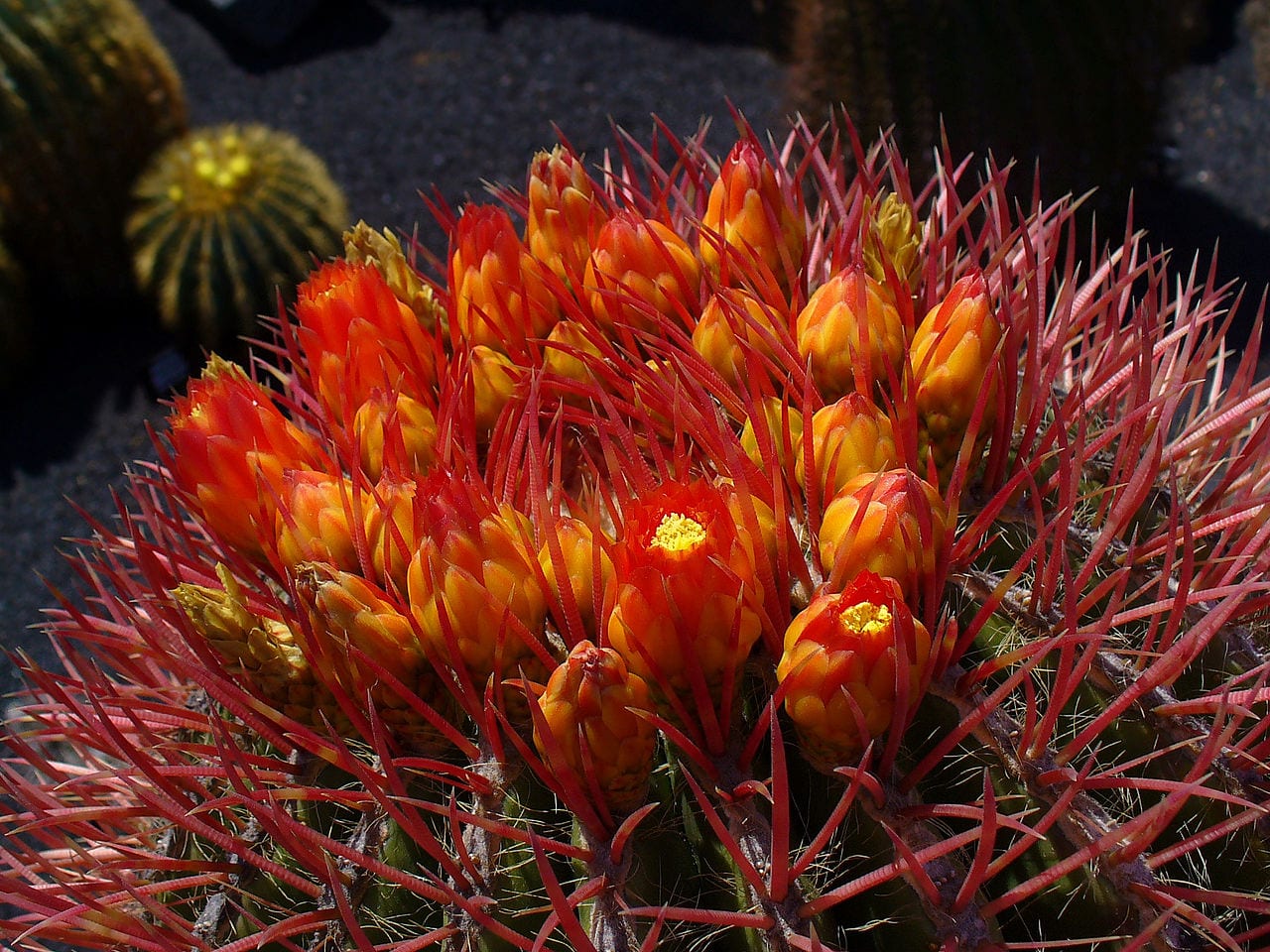 Flores anaranjadas de Ferocactus stainesii en la corona de la planta