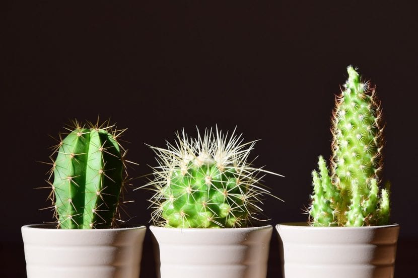 Cactus en maceta junto a una ventana de interior