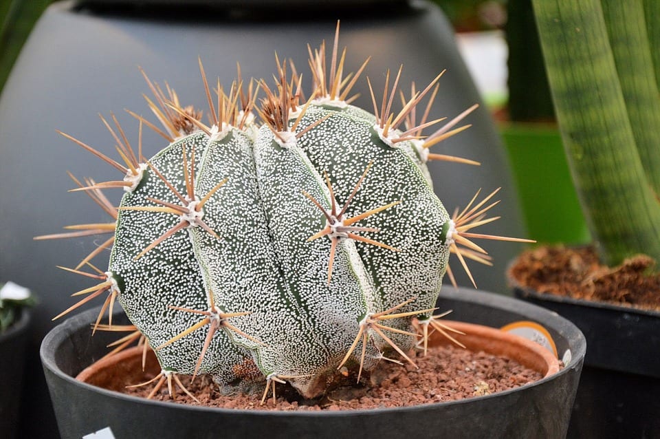 Cactus de interior: luz, riego, sustrato y abonado