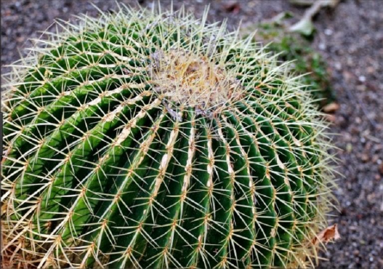 Ejemplar esférico de cactus erizo con espinas doradas