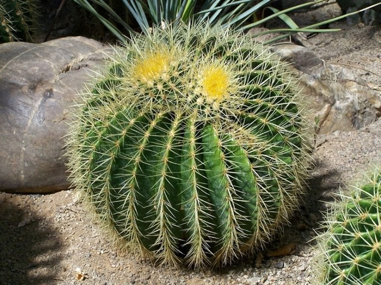 Flor abierta en la corona de un cactus