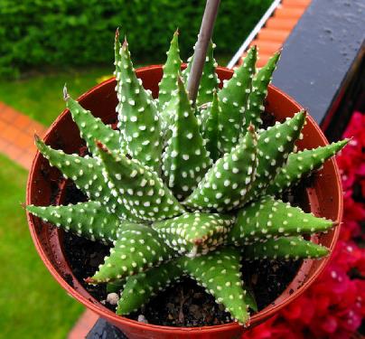 Cactus en maceta con sustrato mineral