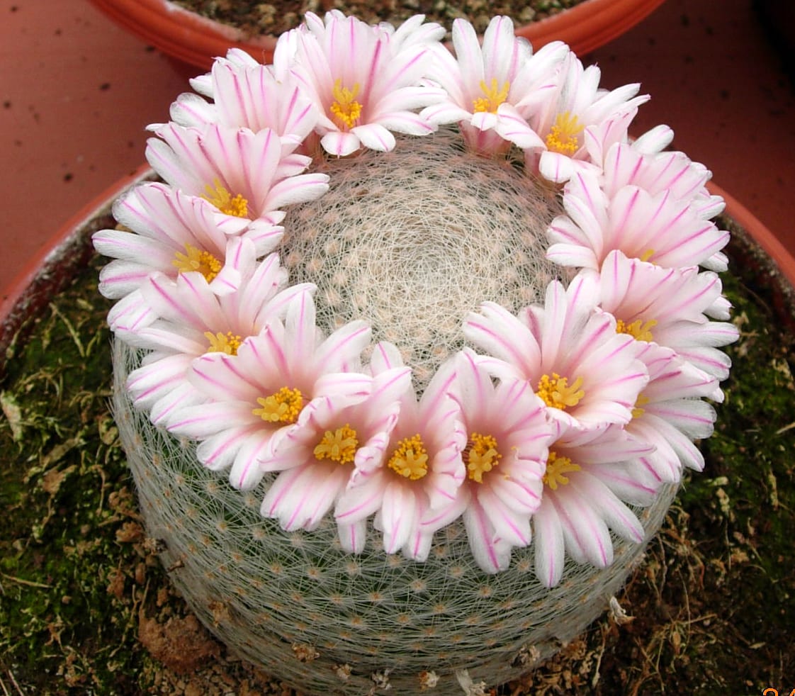 Luz y temperatura para cactus y plantas crasas