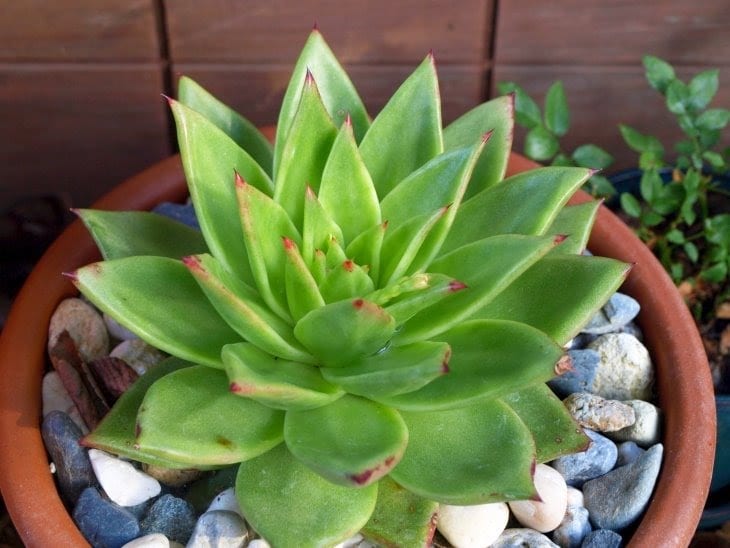 Cactus enfermos: cómo cortar la podredumbre y las plagas