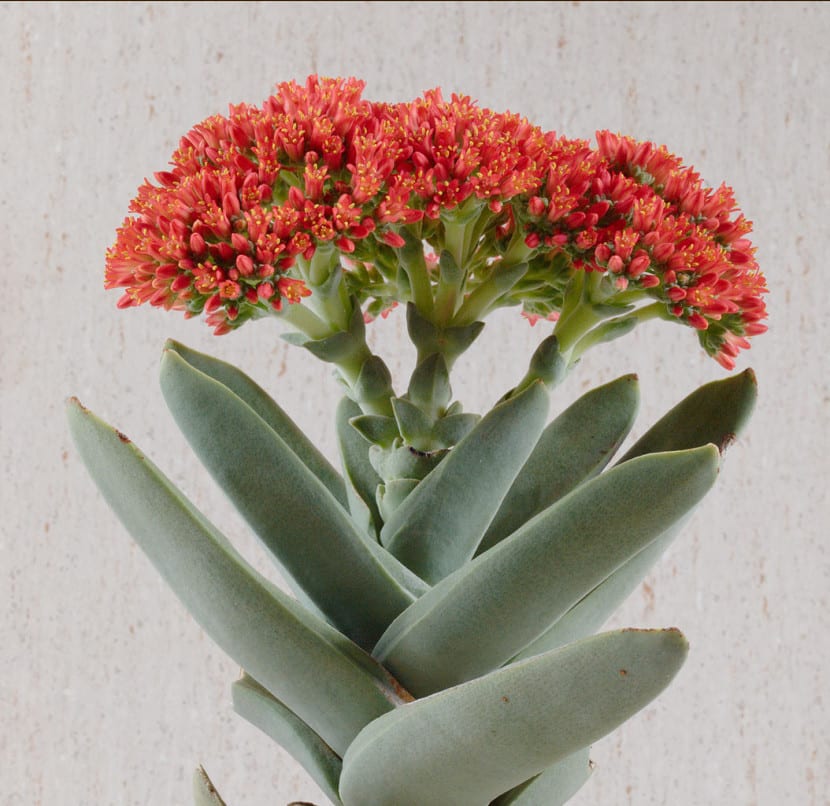 Crassula falcata en flor