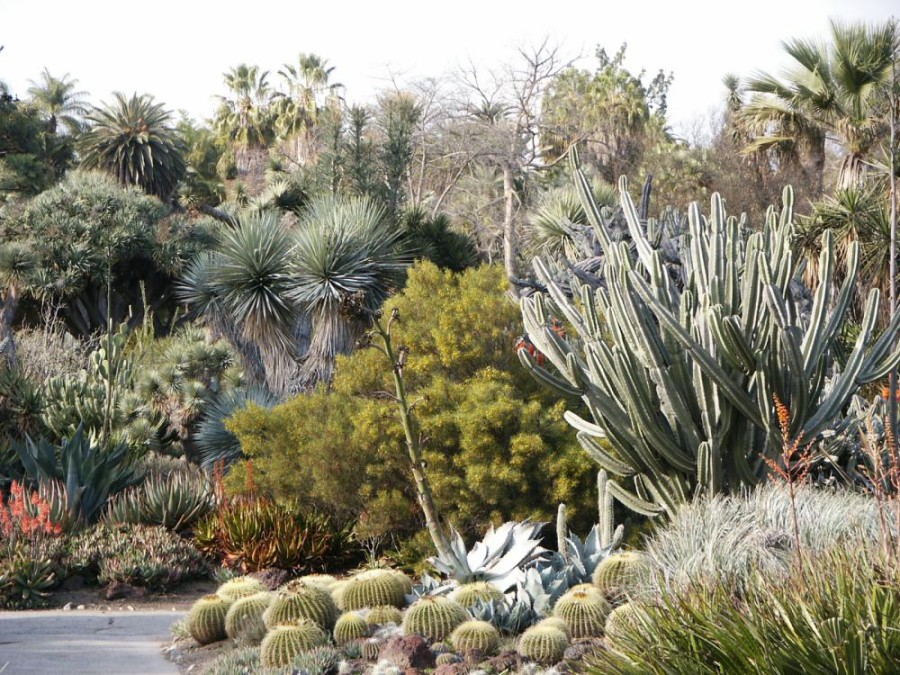 Jardín desértico con cactus y suculentas de gran porte