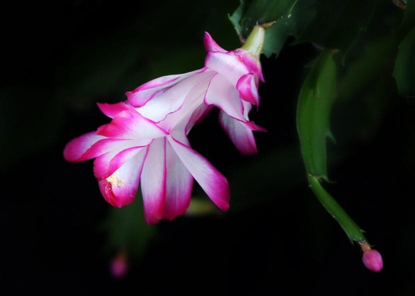 Flor rosa del cactus de Navidad vista de perfil