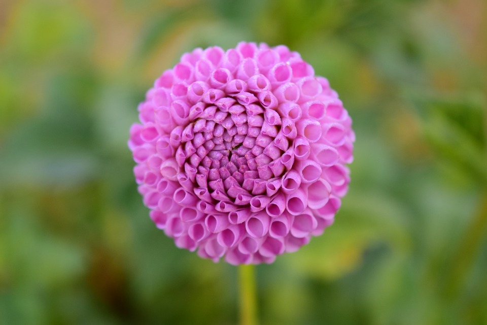 Dalia de flor esférica tipo pompón