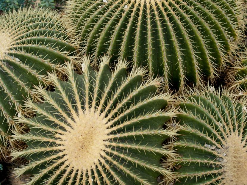 Cactus con hongos: cómo salvarlo paso a paso