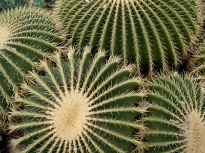 Ejemplar sano de Echinocactus grusonii en maceta