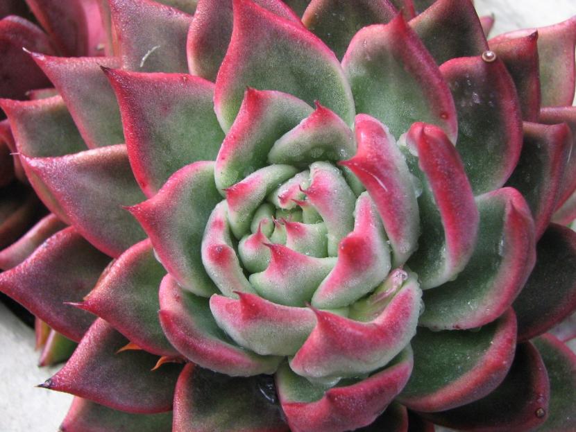 Diferencia entre cactus y crasas: cómo distinguirlos
