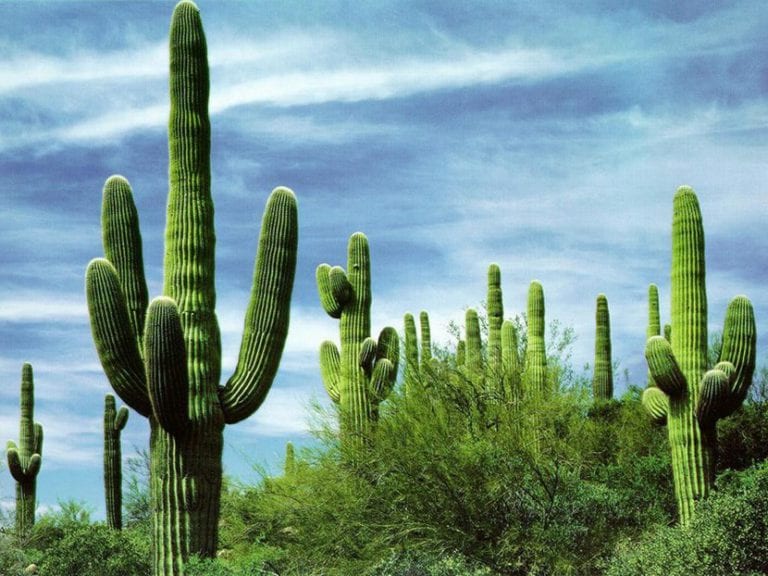 Cactus con areolas y espinas en maceta
