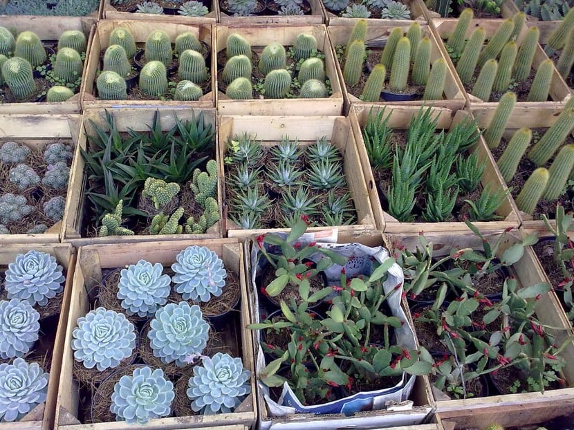 Cactus, crasas y suculentas: en qué se diferencian