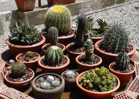 Cactus colocados junto a una ventana con sol directo