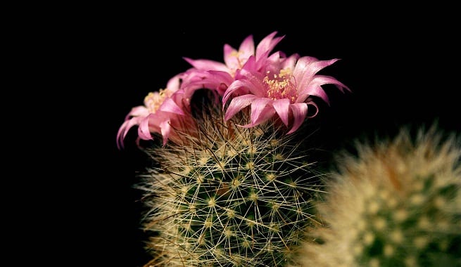 Dónde colocar los cactus dentro y fuera de casa