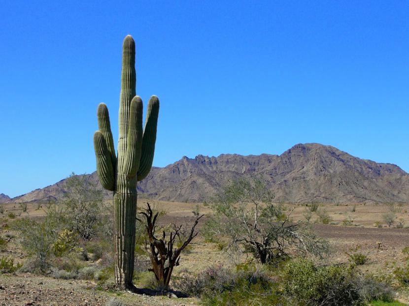 Ejemplar adulto de saguaro, Carnegiea gigantea, con brazos