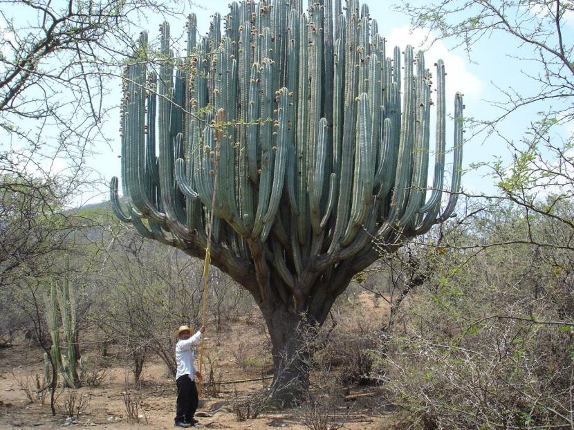 Saguaro y cardón gigante: cultivo de los cactus más altos