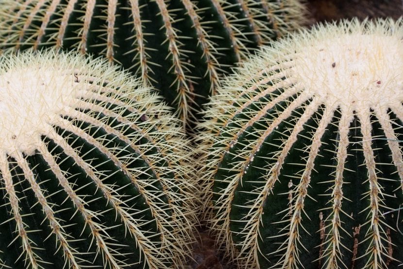Ejemplares de Echinocactus grusonii con espinas doradas