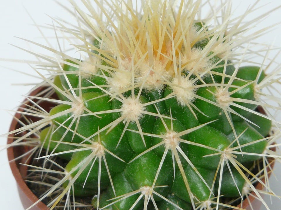 Ejemplar joven de Echinocactus grusonii en maceta