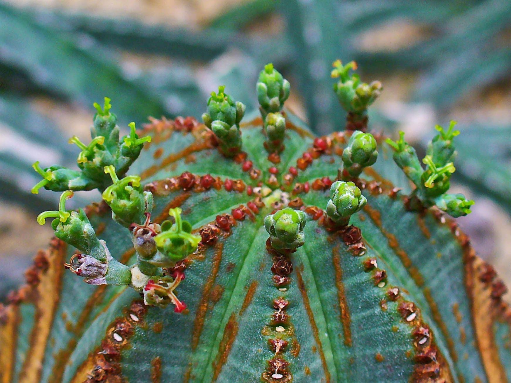 Euphorbia: guía del género, especies, cultivo y toxicidad