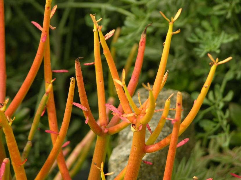 Euphorbia tirucalli, arbusto suculento de tallos cilíndricos