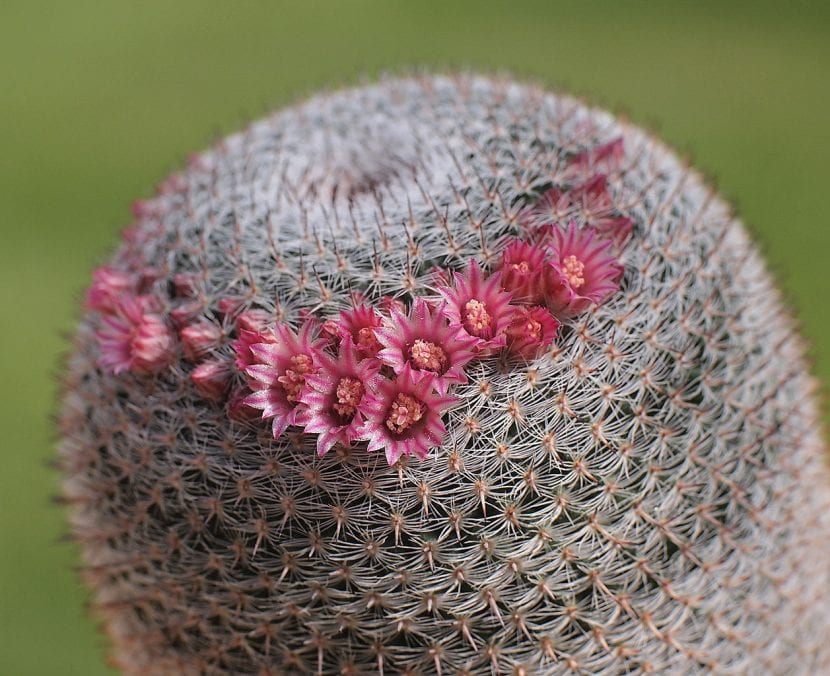 Mammillaria pseudoperbella mostrando el anillo de flores en el ápice