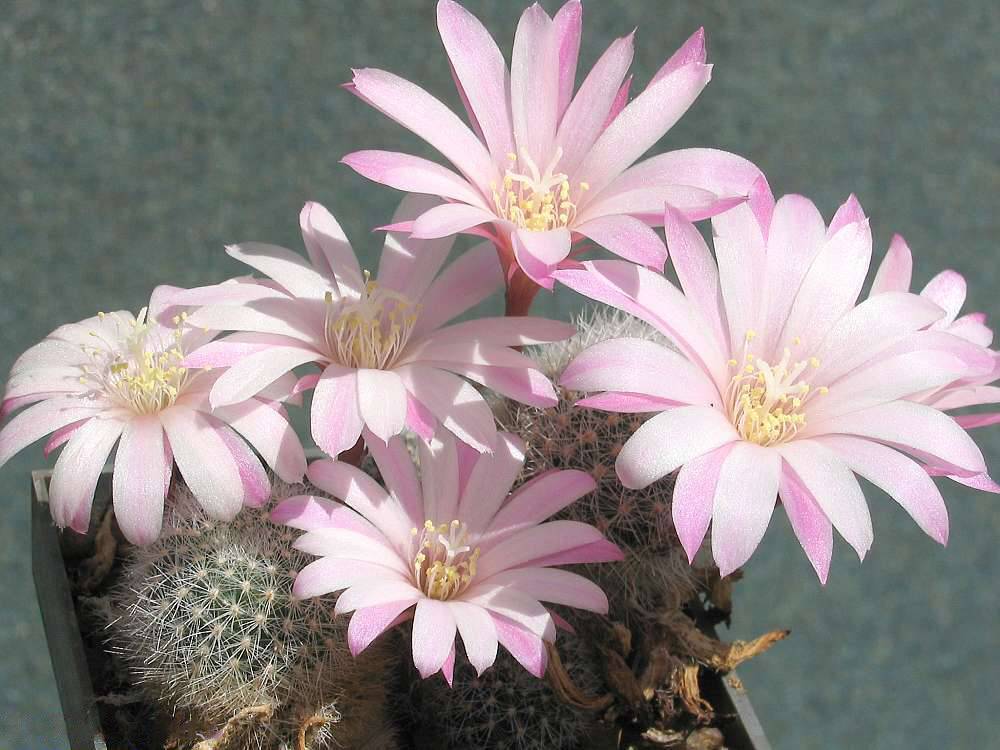 Polinización de cactus: cómo obtener semillas paso a paso