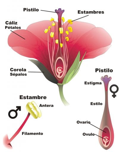 Flor hermafrodita de cactus con el estigma en el centro rodeado de estambres