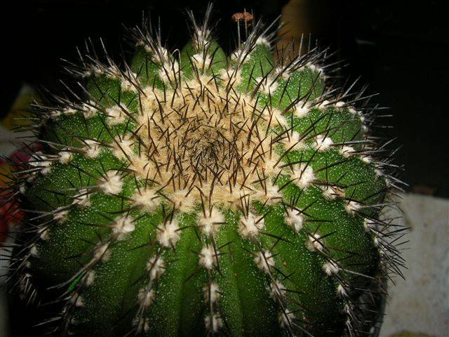Detalle del tallo de un cactus con lesiones en la epidermis