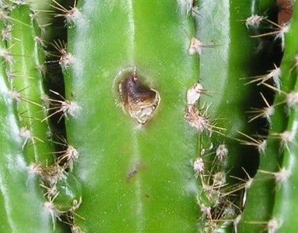 Enfermedades de los cactus: síntomas, causas y cómo tratarlas