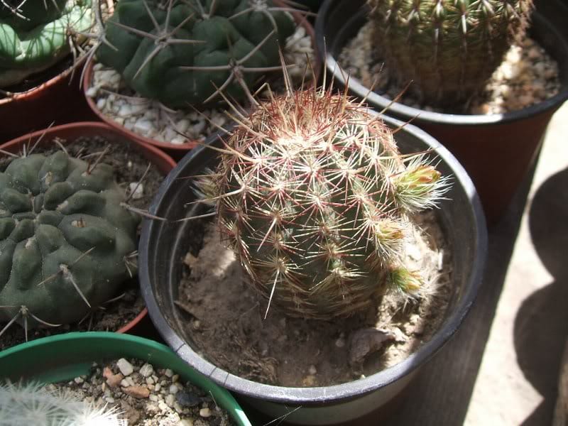 Ejemplar de cactus en cultivo en maceta