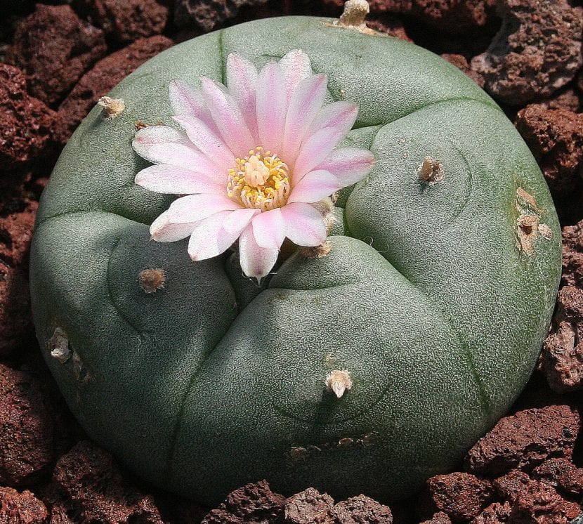 Ejemplar de Lophophora williamsii con su corona lanosa