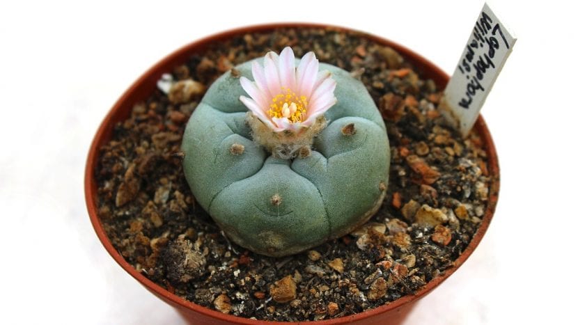 Flor rosada de peyote abierta en el ápice del cactus