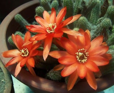 Cactus en flor con la corona de flores abierta