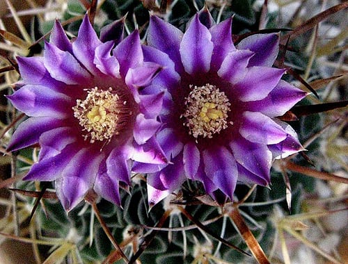 Flores de los cactus: cómo son y cómo lograrlas