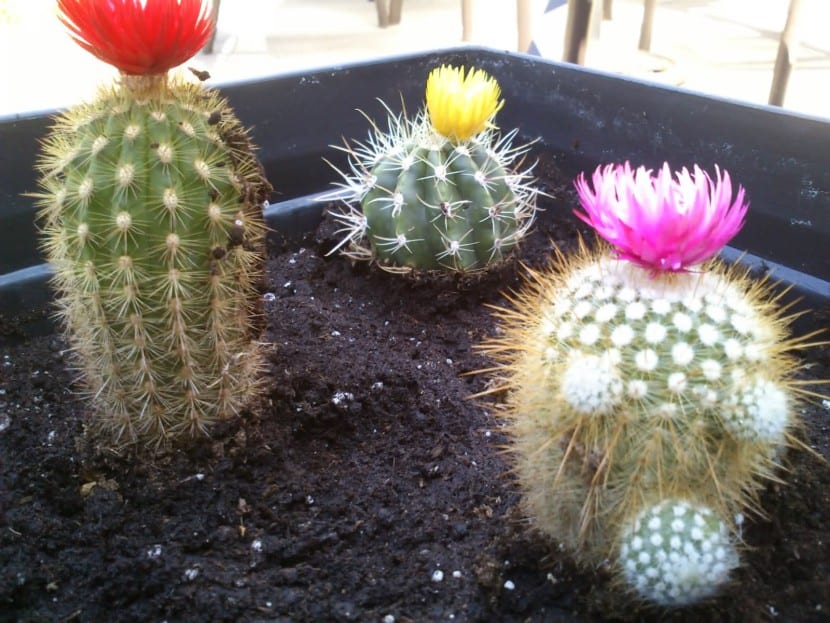 Cactus pequeños con flores artificiales de colores pegadas en el ápice