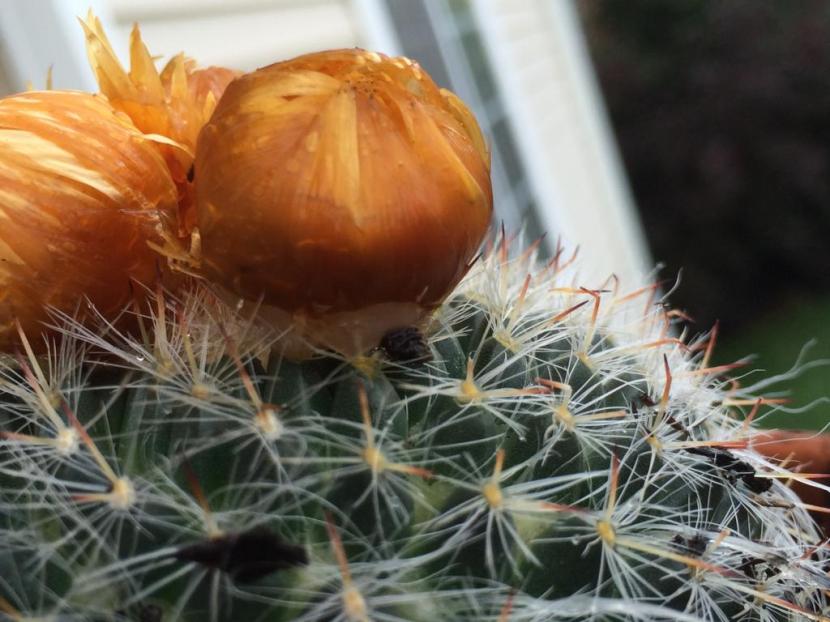 Flores pegadas en cactus: cómo se ponen y cómo quitarlas