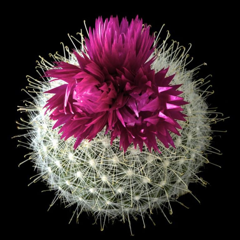 Mammillaria con una flor artificial pegada en el ápice